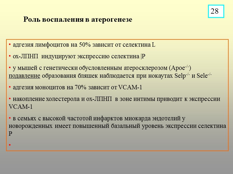 адгезия лимфоцитов на 50% зависит от селектина L  ох-ЛПНП индуцируют экспрессию селектина |P